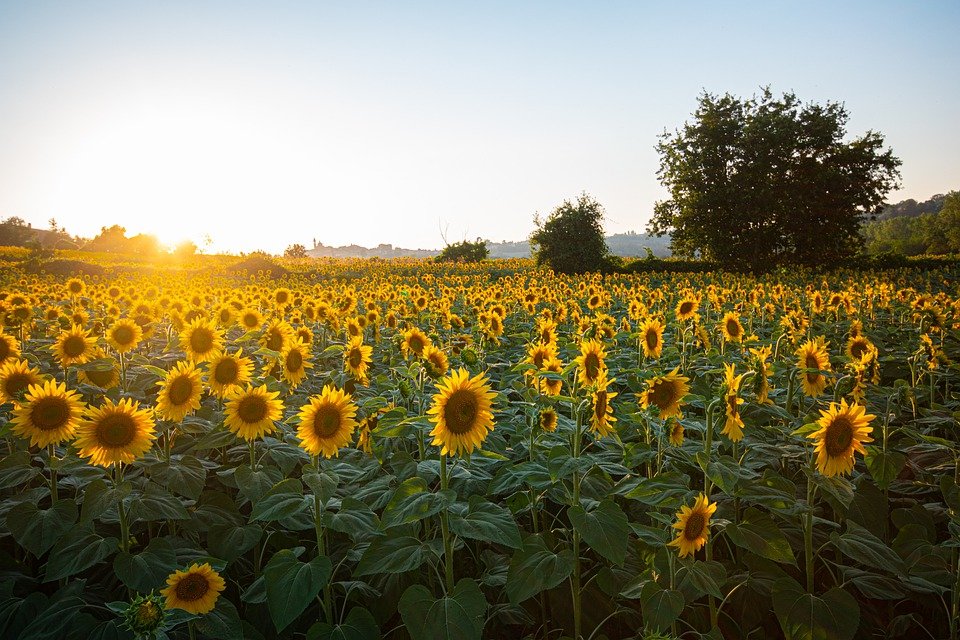 Sunflower field with blooming sunflowers.