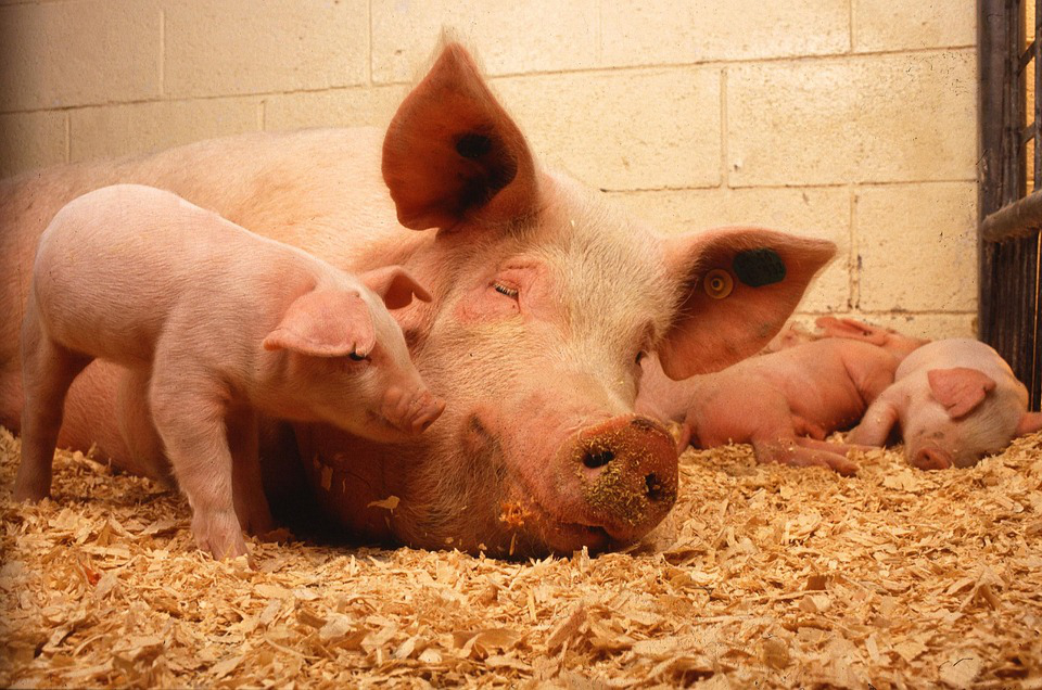 Weibliches Schwein mit einem Ferkel in einen Stall mit Stroh.