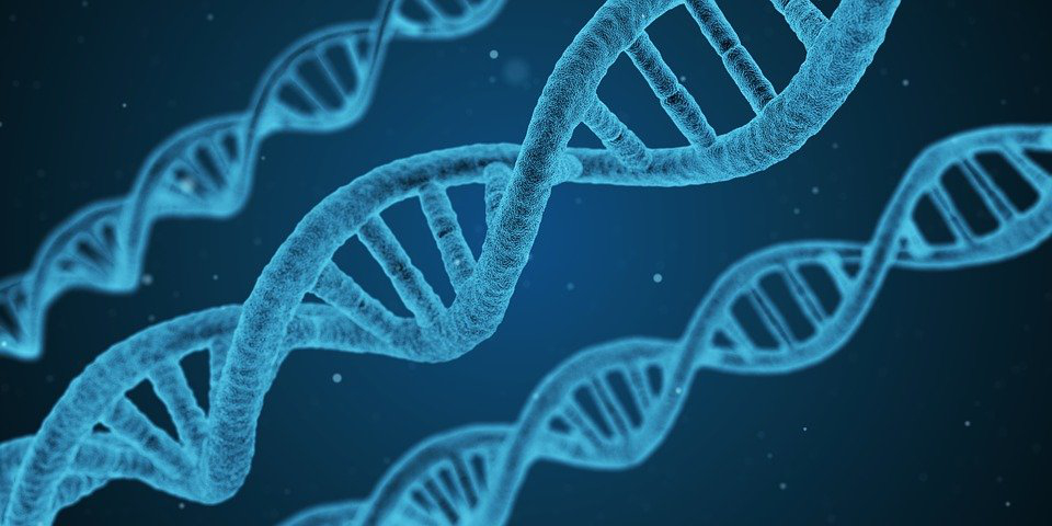 3D image of DNA double helix