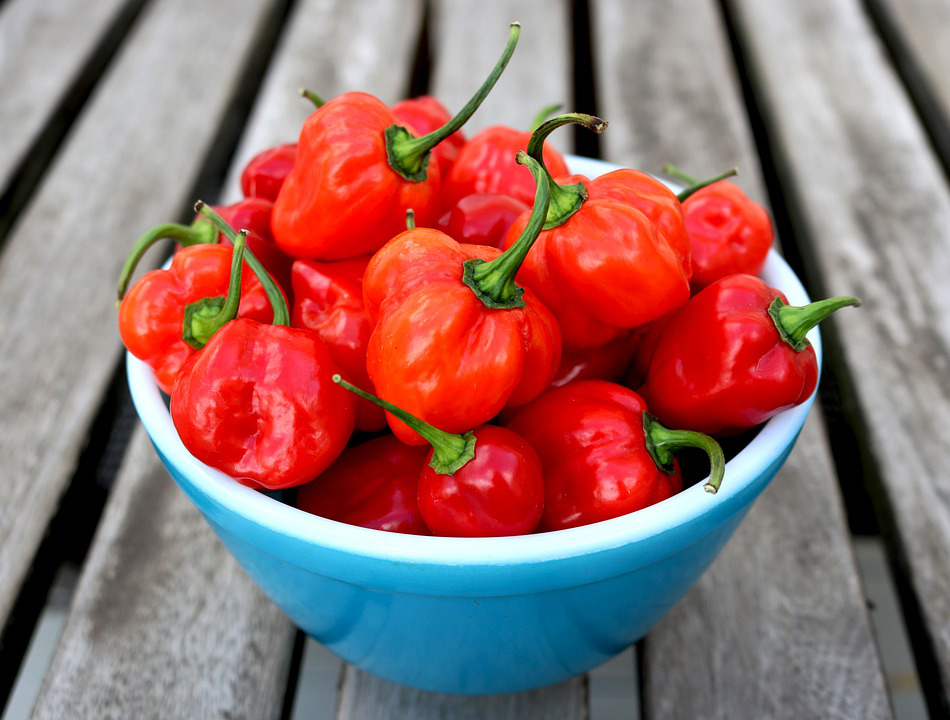 Schüssel mit einigen roten Habanero-Chillischoten
