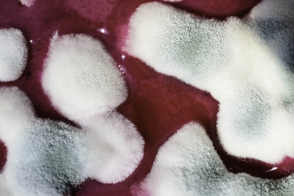 white mycelium from mould on a red culture medium