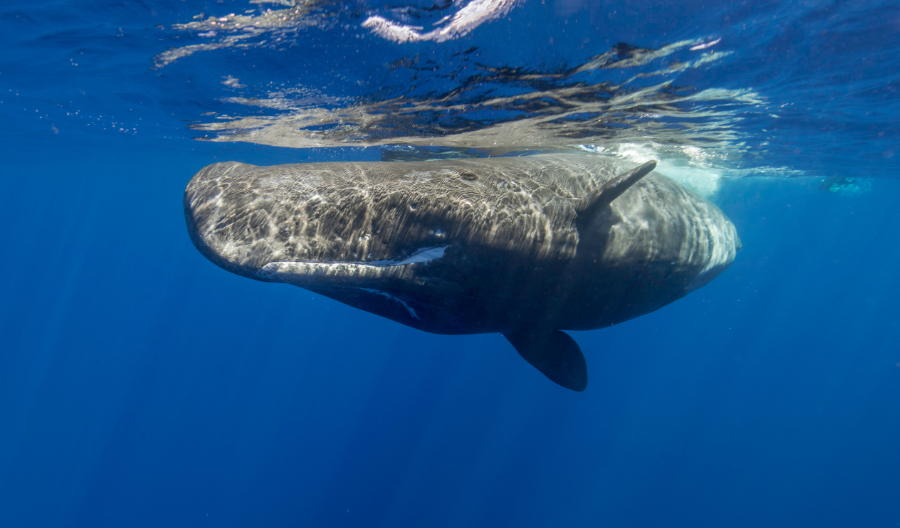 Sperm whale, Indian Ocean, Mauritius