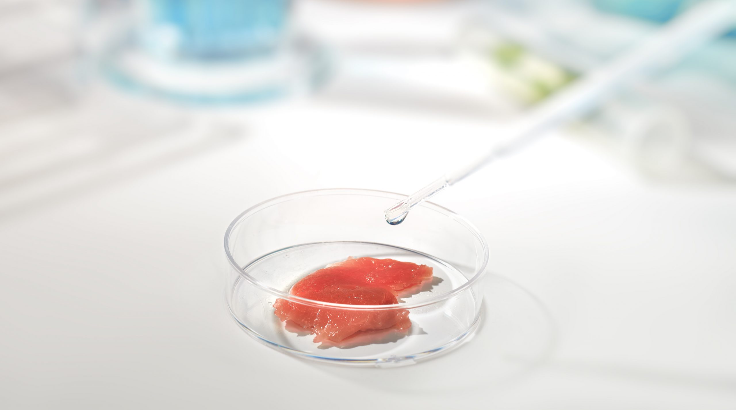 Close-up of meat cultured under laboratory conditions