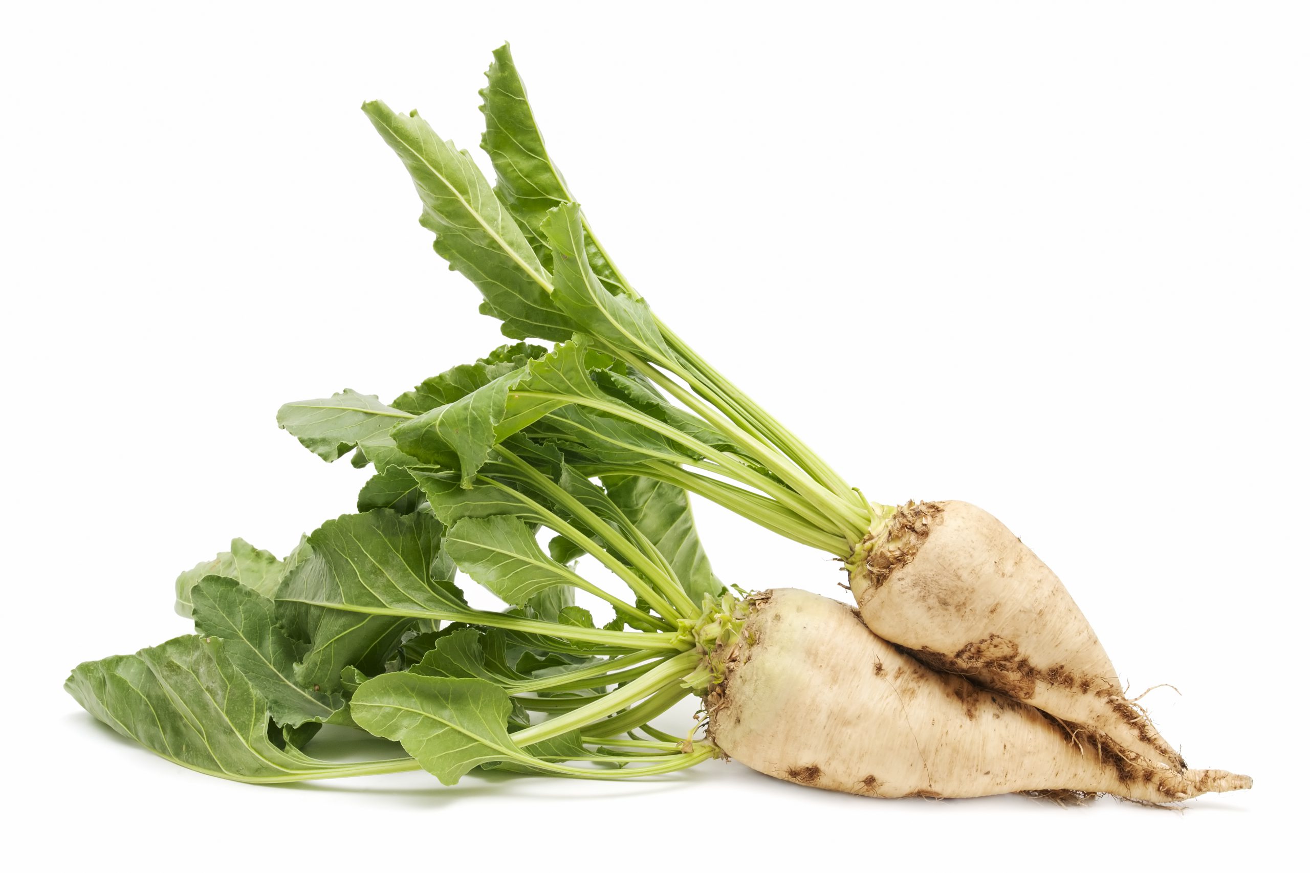 Sugar beet on white background