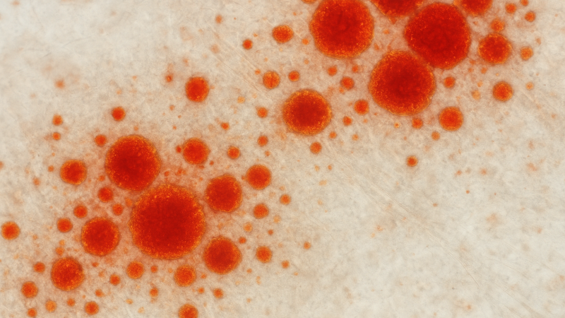 ChatGPT Image Nov 13, 2025, 09_03_04 AM