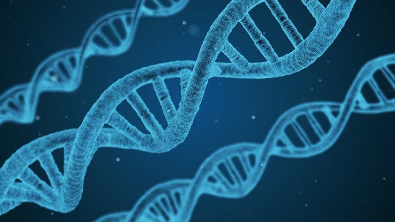 3D image of DNA double helix