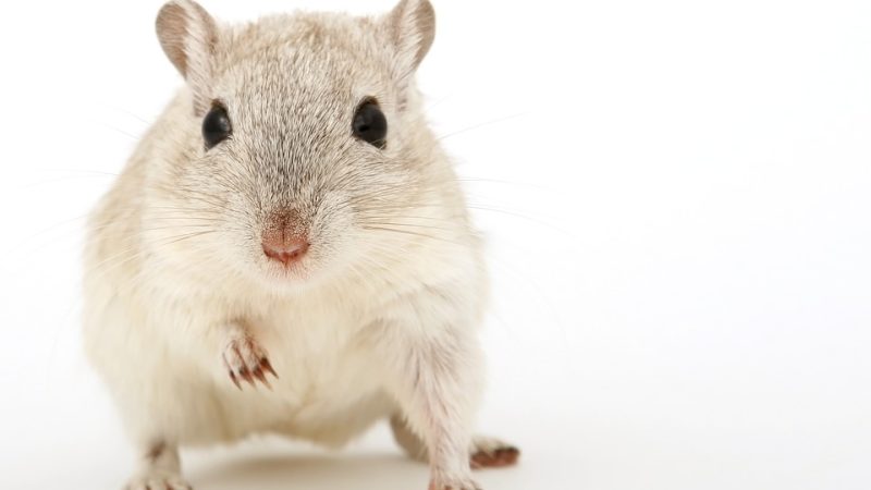 Frontal view of a domestic hamster.