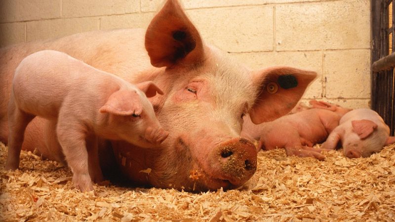 Weibliches Schwein mit einem Ferkel in einen Stall mit Stroh.