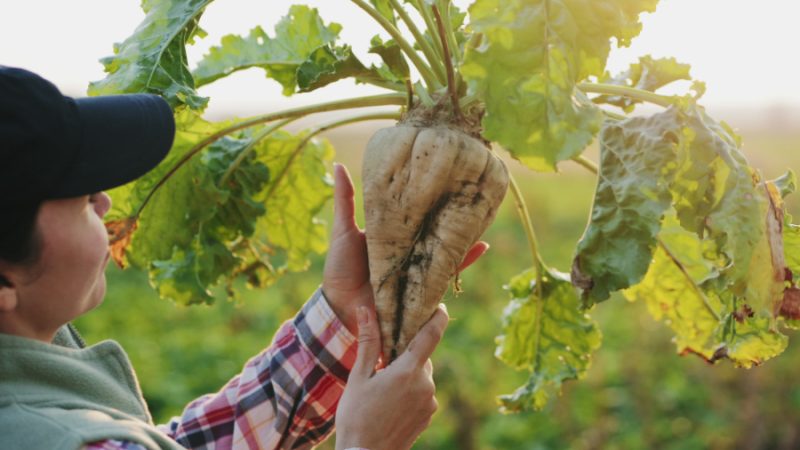 A female farmer inspects the sugar beetroot at sunset.
